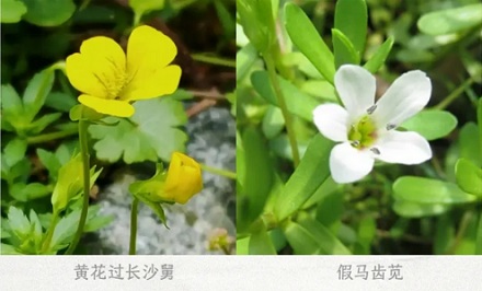 为什么会有植物叫「黄花过长沙舅」？跟长沙有关系吗？