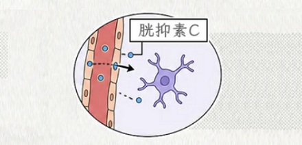 为什么得癌症的人不容易得阿尔兹海默症？