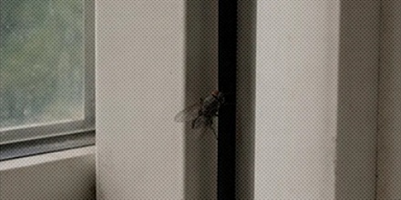 为什么苍蝇进门见缝就钻，开窗却死活飞不出？