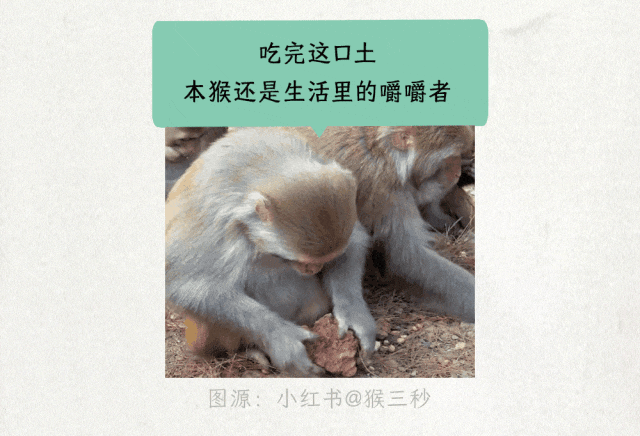 为什么猕猴在被投喂零食后，会去吃两口土？