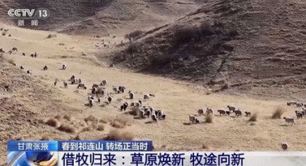 为什么吉林的农场要去内蒙给玉米地「招牛羊」？
