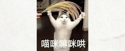 为什么金针菇不是花，也会有花语？