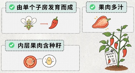 为什么草莓不属于浆果，而辣椒属于浆果？