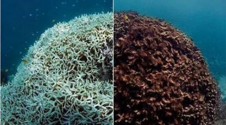 为什么为了保护珊瑚，潜水员们却要给海星打毒针？