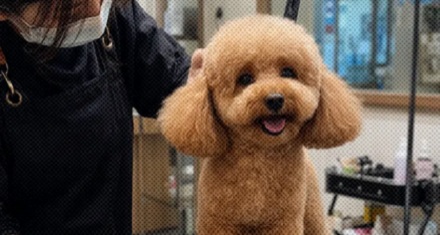 为什么「泰迪」指的不是一种狗，而是一种造型？