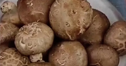 为什么香菇还能测出甲醛？