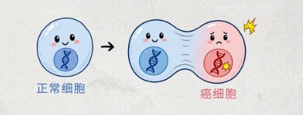 为啥有肠癌、胃癌、肝癌，但是没有「心脏癌」？