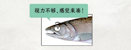 为什么鱼明明是近视眼，庞大的鱼群中却很少发生「撞车」事件？