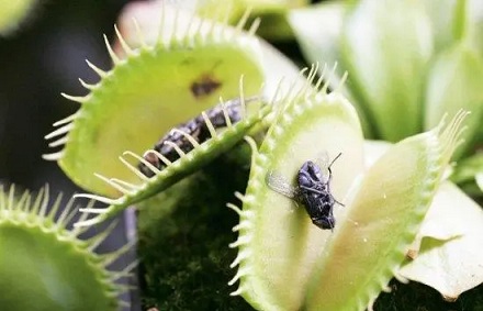 食虫植物为什么会「吃肉」?