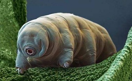 地球上生命力最顽强的生物是什么?