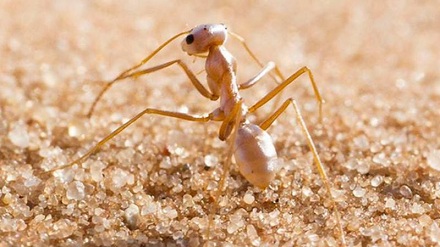 现存最耐热的昆虫是什么?