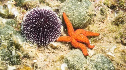 没有大脑的海星、海胆很笨吗?