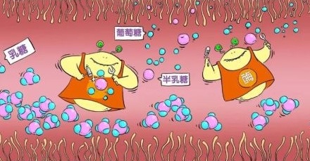 为什么有的人喝牛奶会拉肚子?